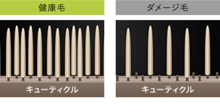 健康毛とダメージ毛